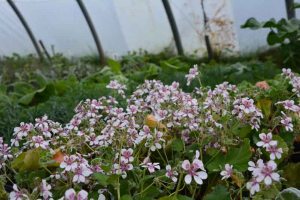erodium_trifolium_pepiniere_petit_jardin